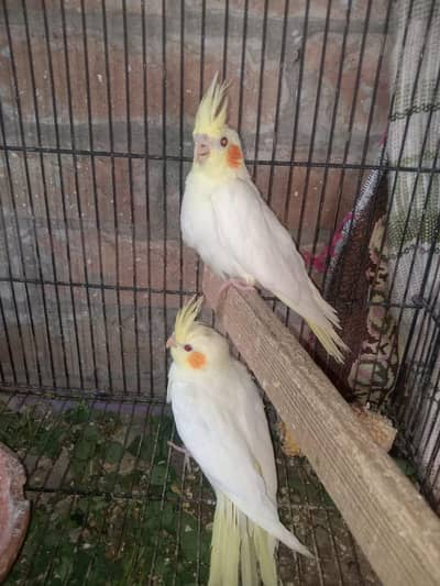 4piece cocktail and lovebirds 03037628733