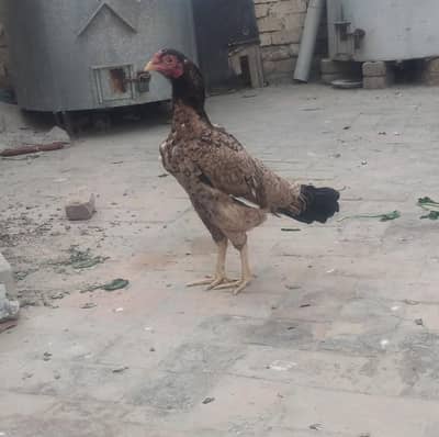 mazbootbody lakhi maddi