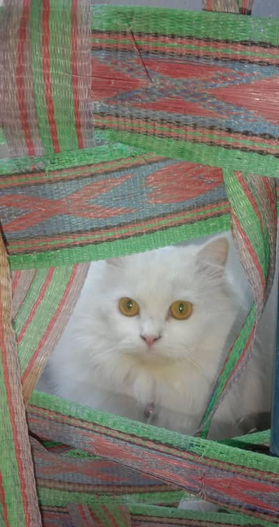 watch for description