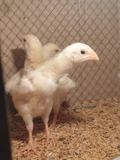 White Shamo Aseel Chicks for Sale | O King Size | Top Standing