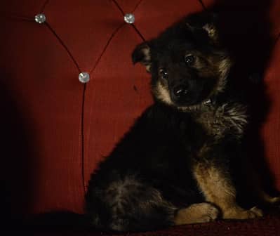 German Shepherd Long Coat