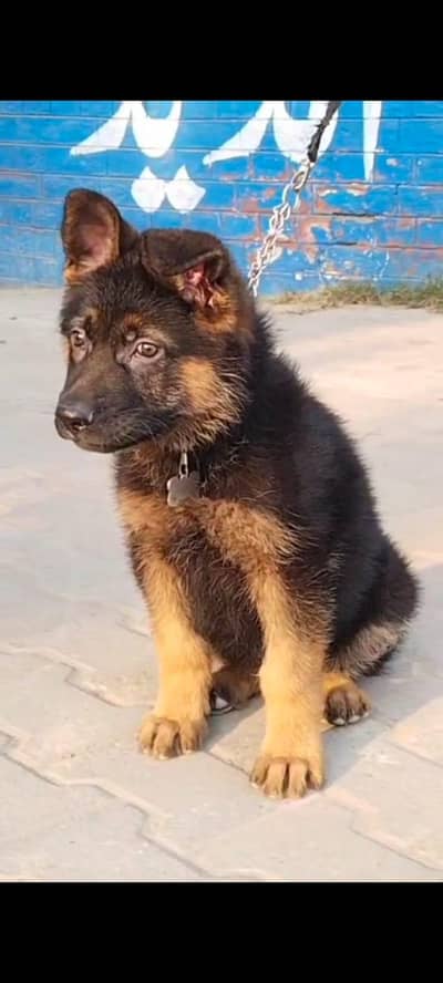 German shepherd puppy