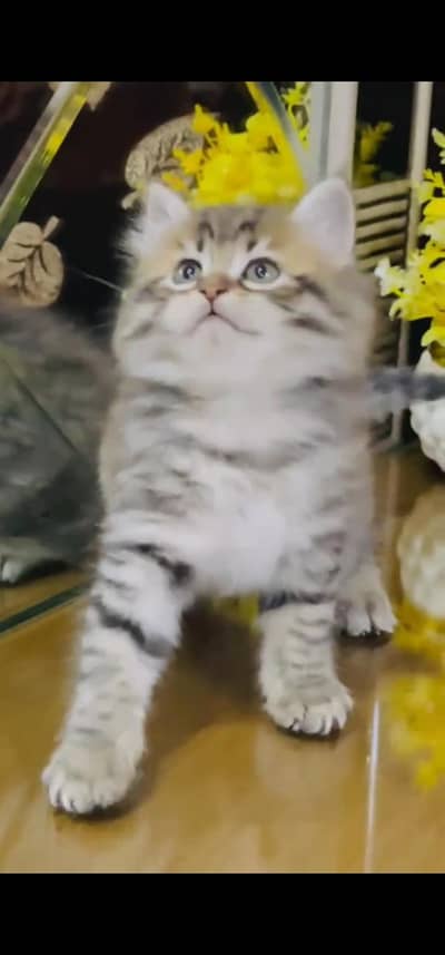 Quality Persian Punch face cat & kitten is03477878702Whatsapp
