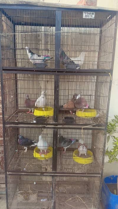 6000 final rate ha auk king Kaboter ha