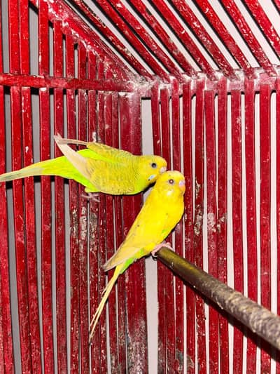 Budgies for sale