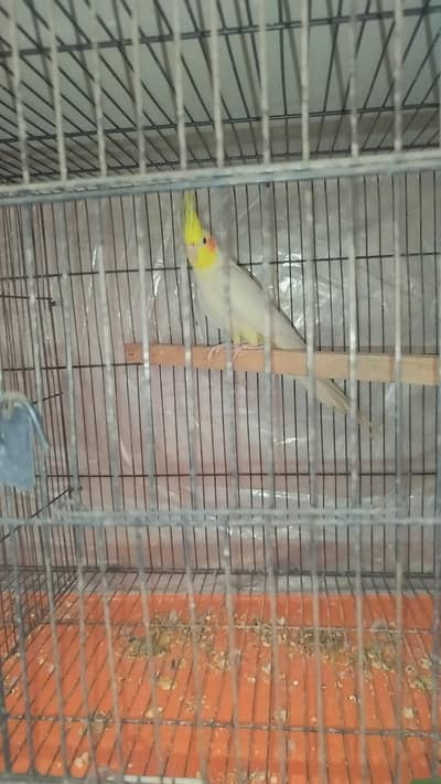 Common White Breeder Male Red Eye For Sale
