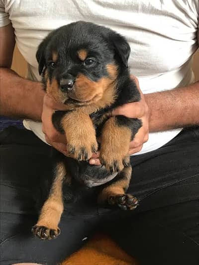 Rottweiler male puppy for booking (pick of the litter)