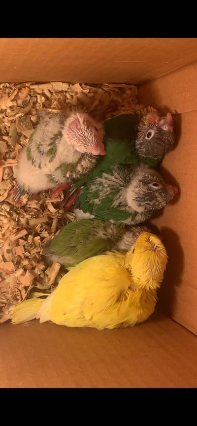 Conure and yellow ring neck chicks  a available