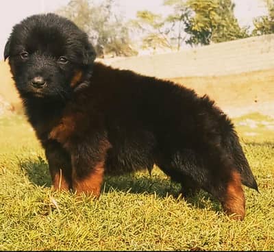 German Shepherd puppies for sale
