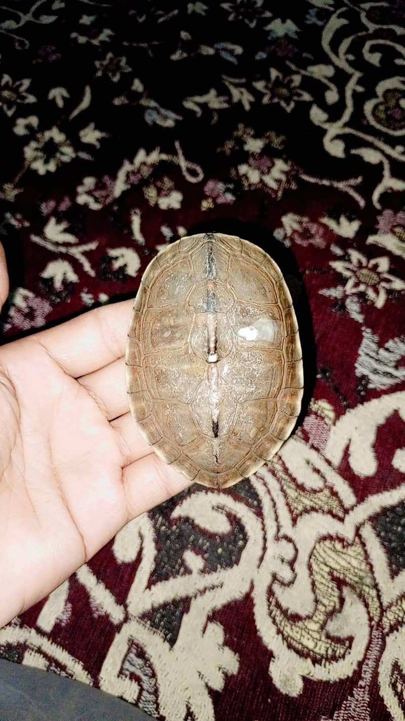Turtle Kachuha 0