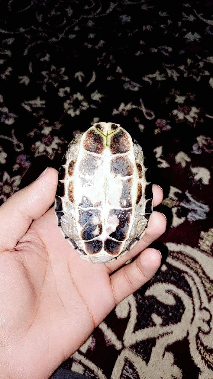 Turtle Kachuha 1