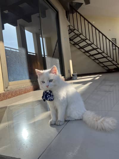 Female Persian cat