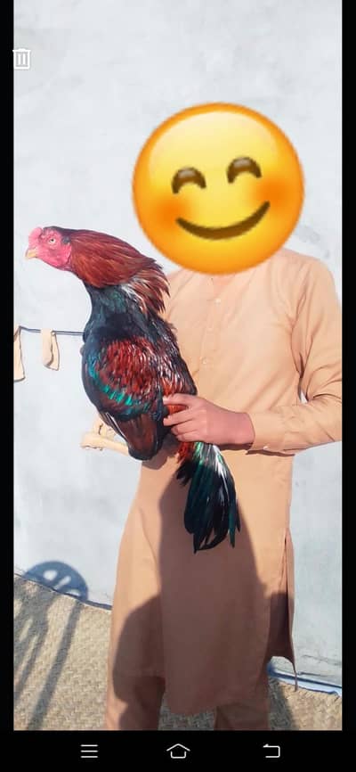 Aseel Lakha Miawali For Exchange