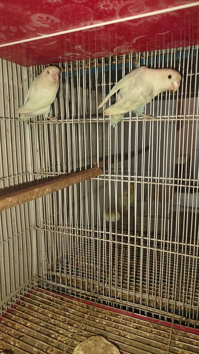 Lovebirds with 3 Cages