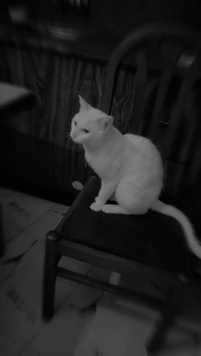 cute cat must loving like a child most most cute