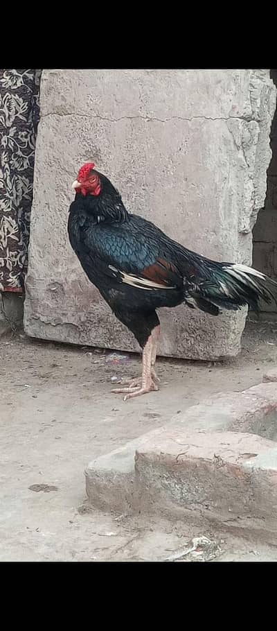 lasani croos patha 03178910741