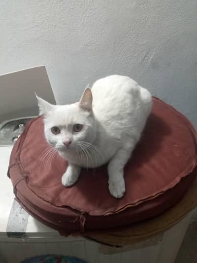white persian single coat cat up for adoption