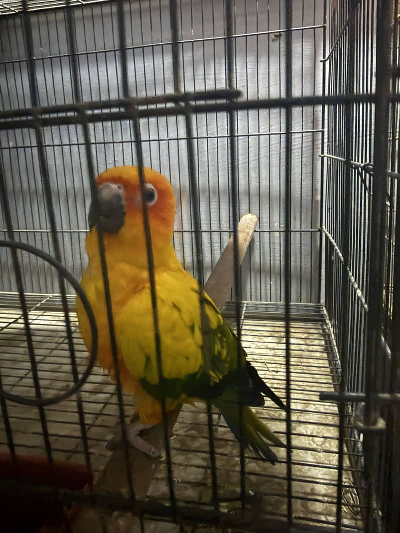 Sun conure Red factor 0