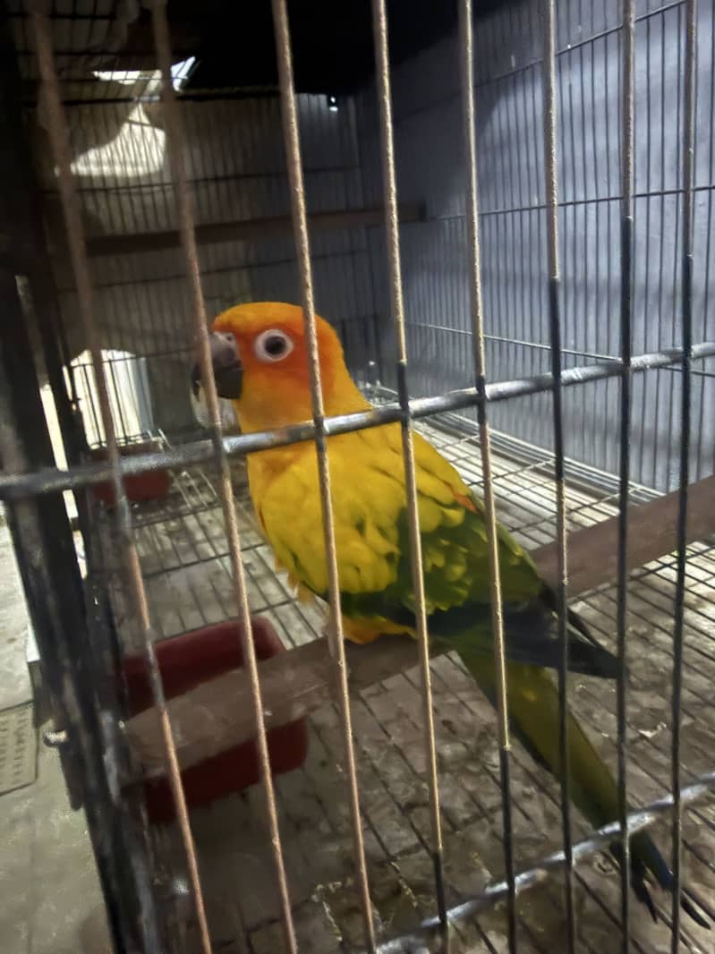 Sun conure Red factor 1