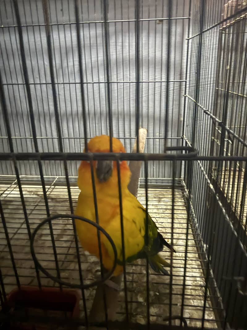 Sun conure Red factor 2