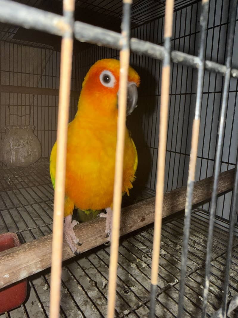 Sun conure Red factor 3