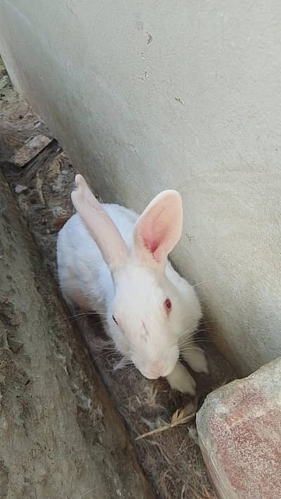 white red eyes rabbit and bunnies