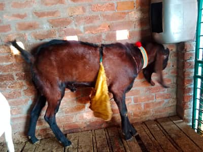 pure desi nagra bakra breeder age 4 dant