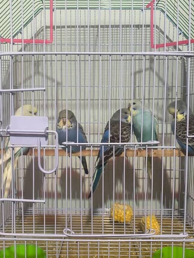 Exhibiton budgie jumbo size