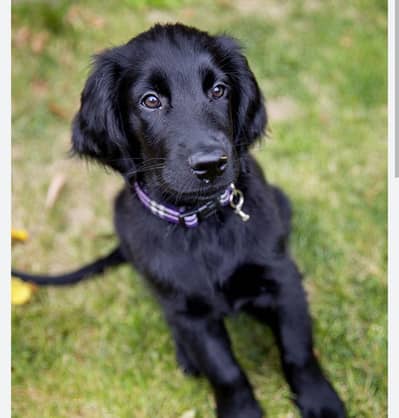 Labrador Dog with heavy Bones