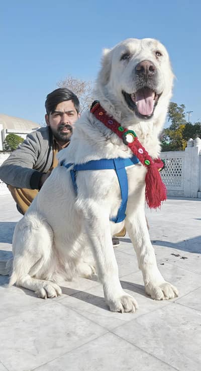 Ala bhai Mel available 10 month age full train for sale