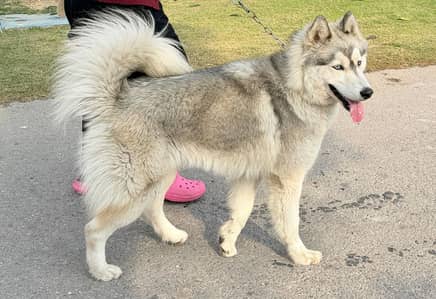 Pedigreed Siberian Husky 10 months old