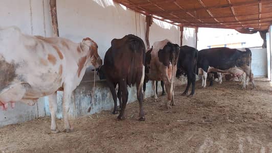 ma apni gawal sale kr RHA hn Puri Masha Allah 24 Mal h taza h SB