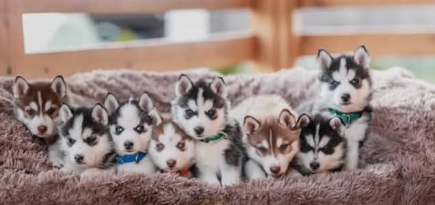 saberian husky puppies all colour available Blue eyes
