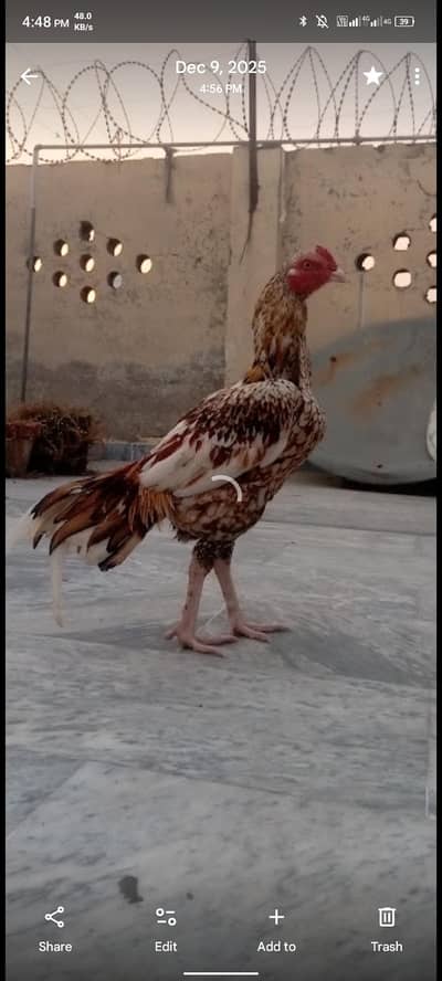 Aseel cheena phatha achi quality