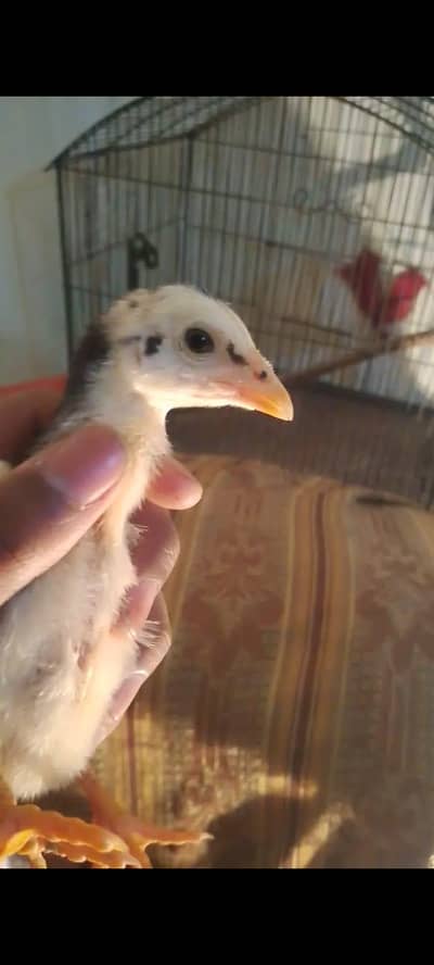 top quality panus Pakoye chicks for sale