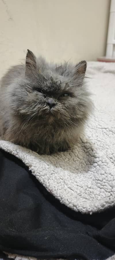 Persian cat