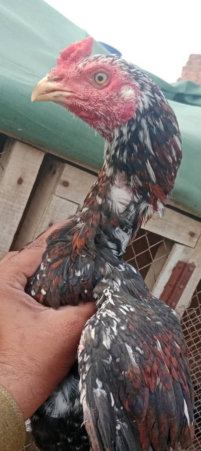 rampuri patha ak Band ghadi ka patha