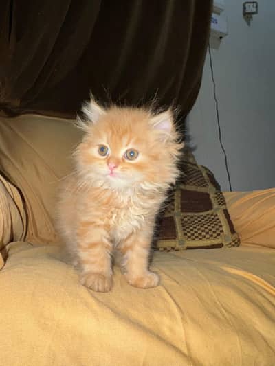 Ginger color heavy fur beautiful kitten