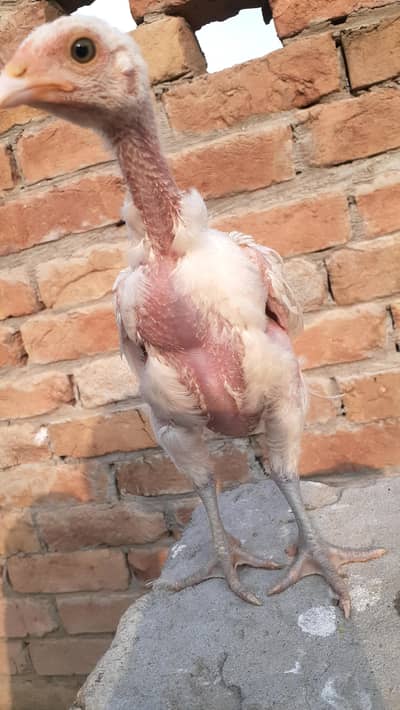 Pure Paper White Blue eyes Heera Aseel Chicks بلیو آئ ہیرا چکس