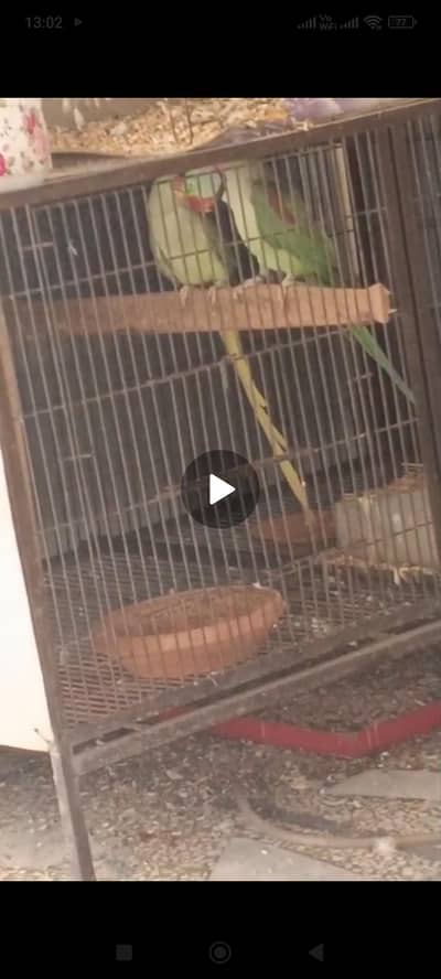 raw parrot breeding pair with history