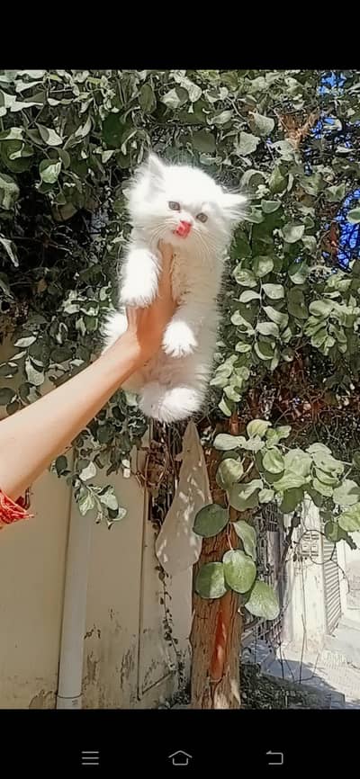 male kitten for sale