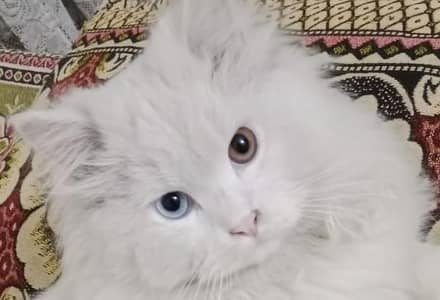 odd eyes male for sale triple coat