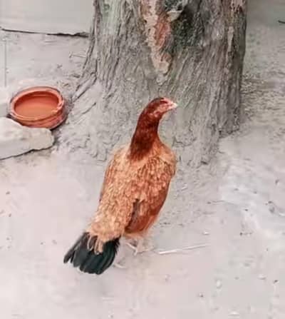 2 Aseel Female Home Breed top Quality Lakhi madian