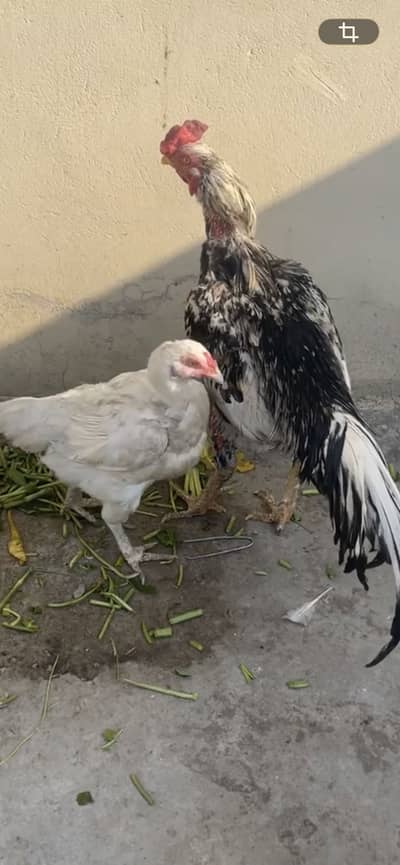 Heera and cheena murga