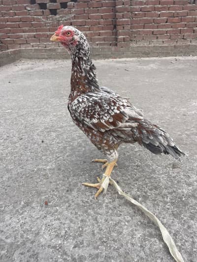 Beautiful Fancy Breeder Pair Urgent Sale