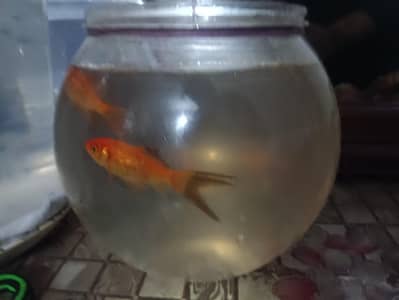 fishes with fish bowl