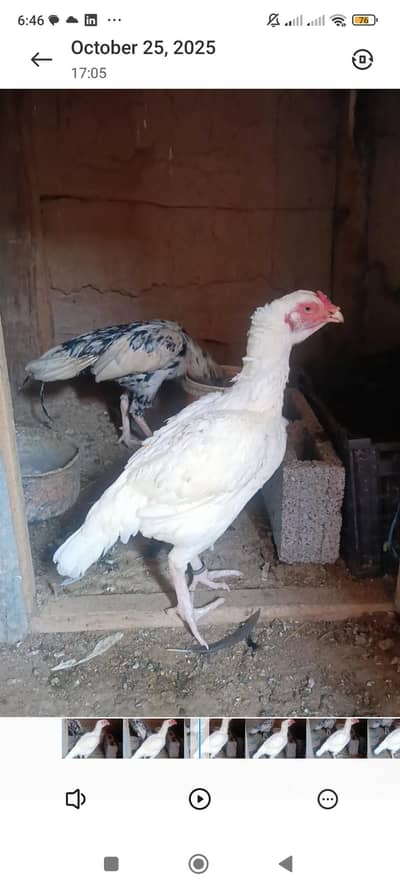 paper white madi for sale watsap +923345227025