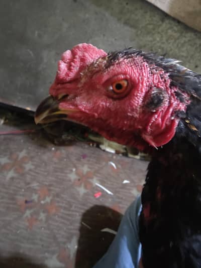 pure drumer / pakoy / burmi / thai