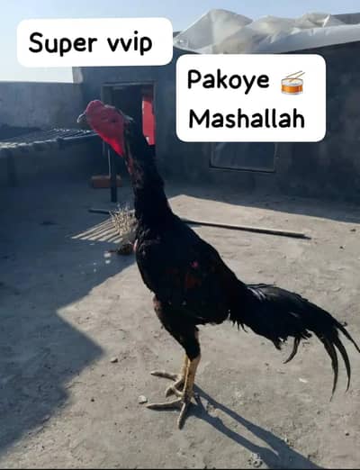 pure drumer / pakoy / burmi / thai