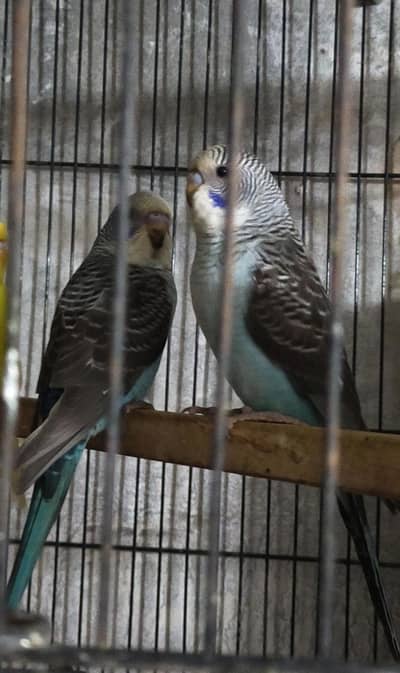 Black wing//black face pathy, Split Combo pathy, /Bf//bw hogo patha